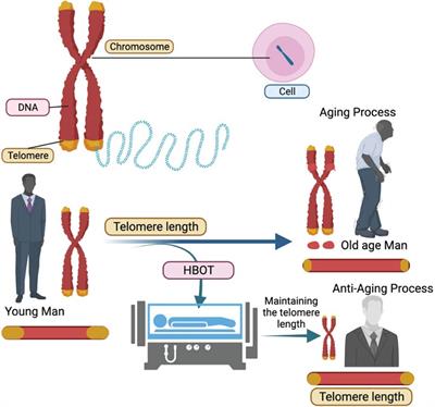 Hyperbaric oxygen therapy: future prospects in regenerative therapy and anti-aging